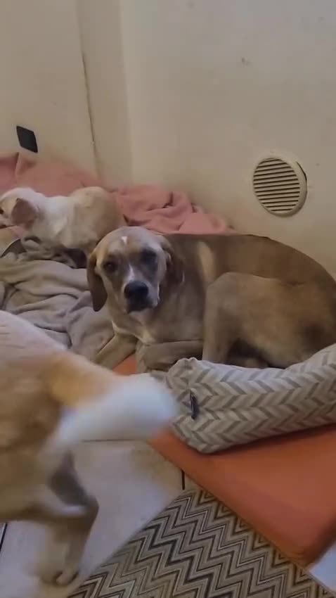 Meticcio cani in regalo: Dylan, un cane tenero e devoto alla famglia - Video 1