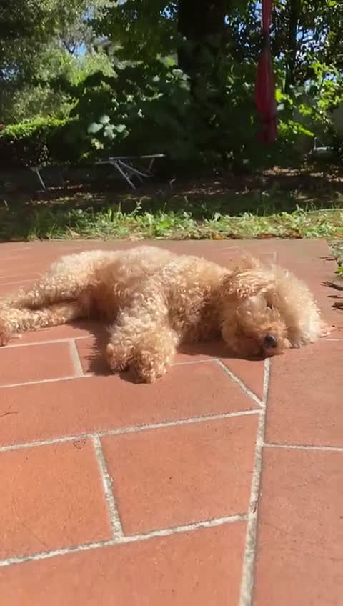 Barboncino Toy cani per accoppiamento: Barboncino toy maschio disponibile per monta  - Video 2