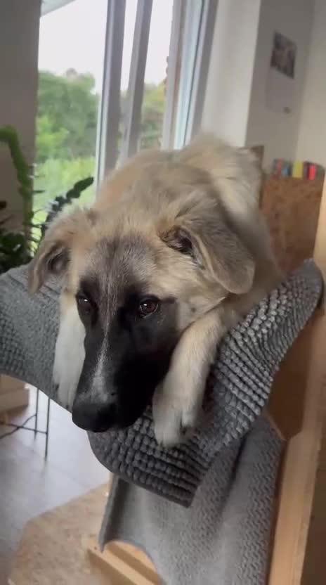 Meticcio cani in regalo: Albicocca: 7 mesi adozione del cuore  - Video 3
