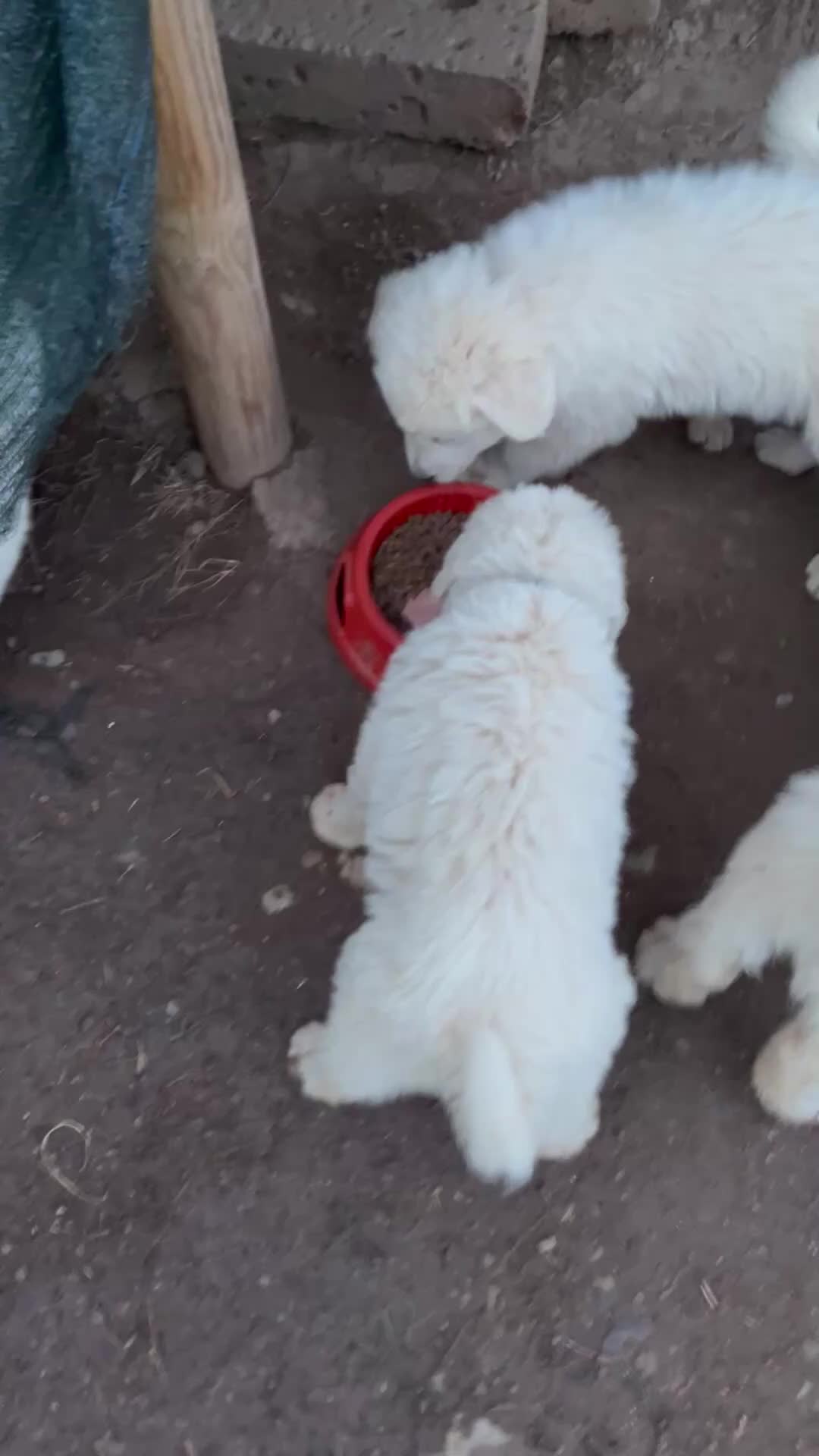 Pastore Maremmano cani in vendita: Disponibili Cuccioli di Pastore Maremmano  - Video 1