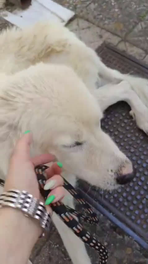 Meticcio cani in regalo: FABIANA MIX MAREMMANO - Video 3