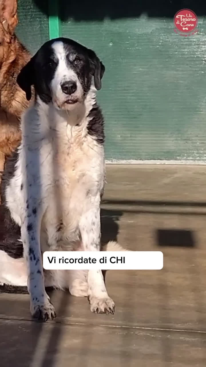 Meticcio cani in regalo: CHIANINA 12anni una patatona! - Video 1