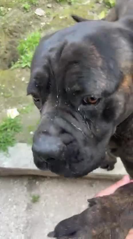 Cane Corso cani in regalo: Corso tigrato 2anni PADRONE MALATO.SOS CAMPANIA - Video 1