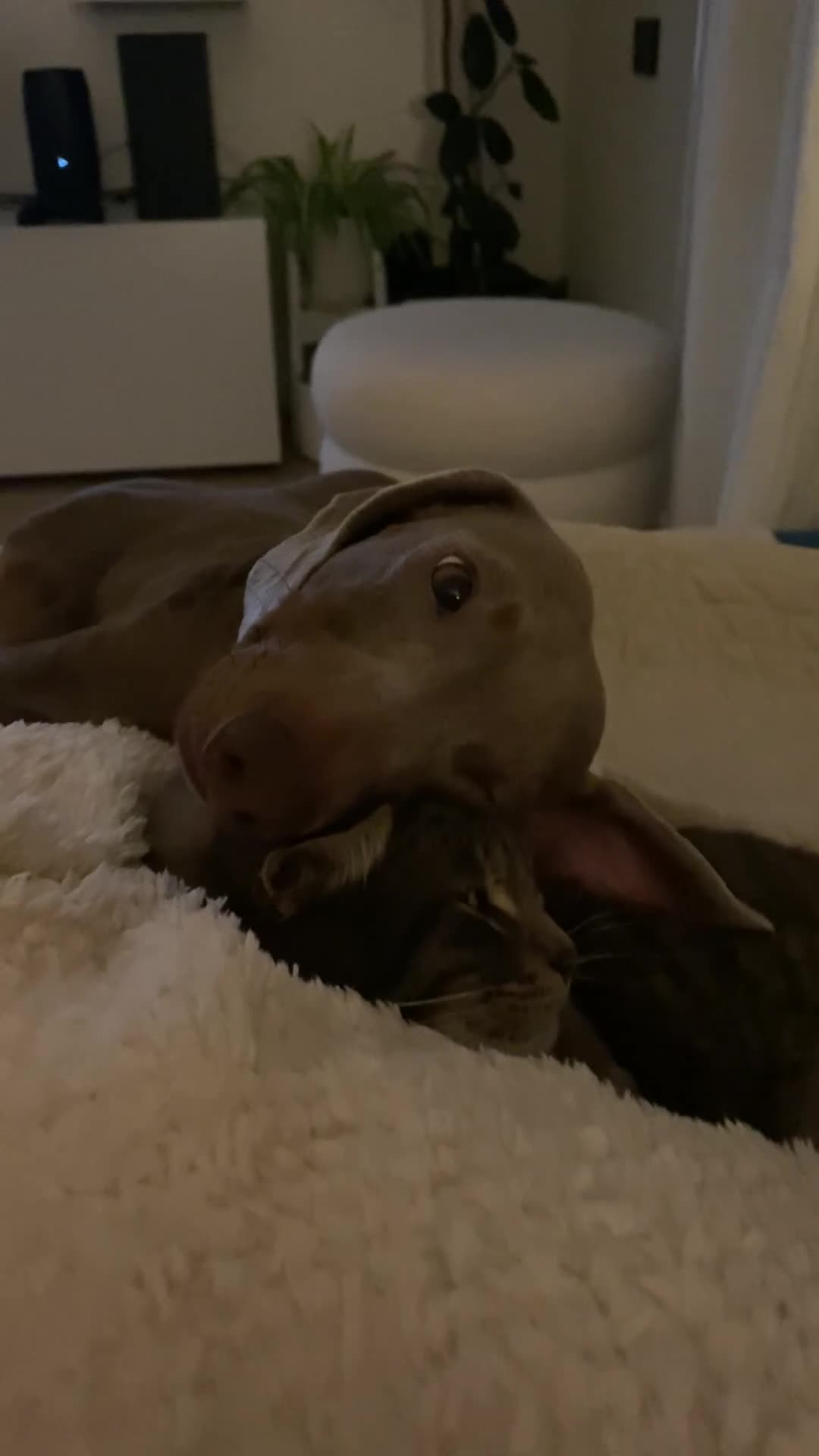 Bassotto Nano cani per accoppiamento: Spillo, disponibile per monta.  - Video 2