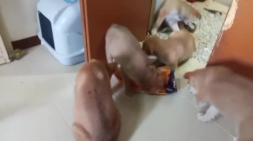 Meticcio cani in regalo: Mimì e cuccioli  - Video 2