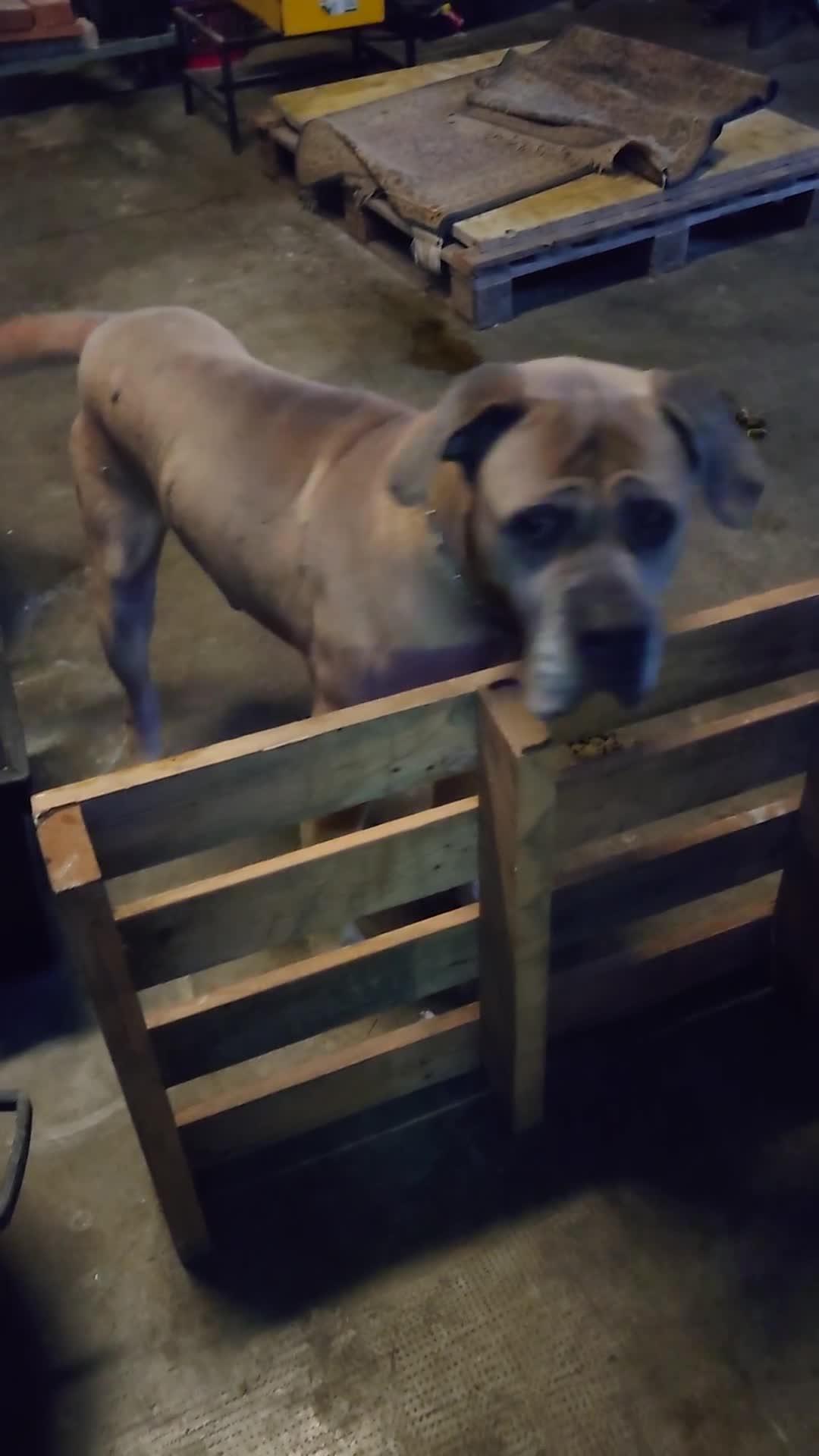 Cane Corso cani in regalo: Cane corso - Video 1