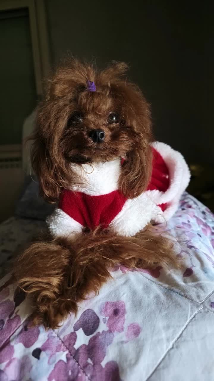 Barboncino Toy cani in vendita: Barboncino asiatico  - Video 2