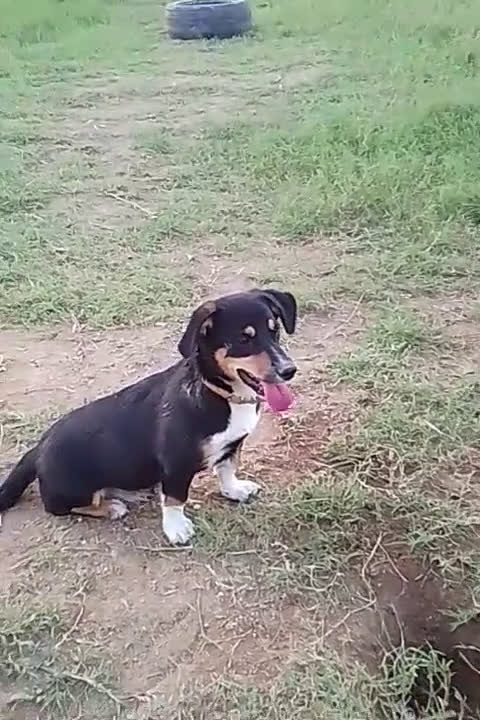 Meticcio cani in regalo: OSCAR 💙 - taglia medio piccola cerca casa!!! 😍 - Video 1