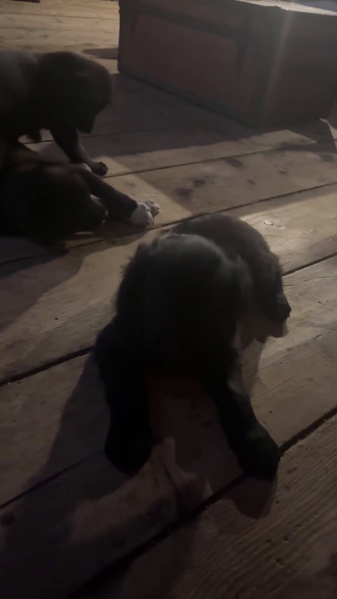 Meticcio cani in regalo: Incrocio tra due Husky/weimaraner - Video 1