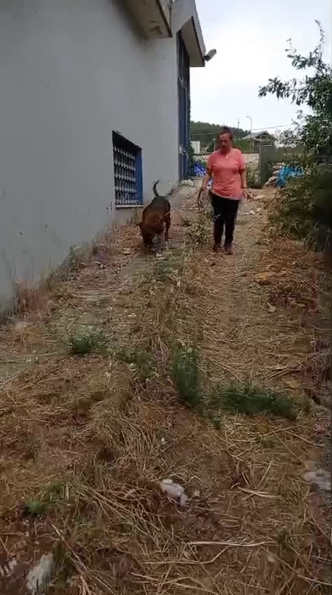 Altre razze cani in regalo: MORGANA 5anni buona con le persone! tg grande - Video 1