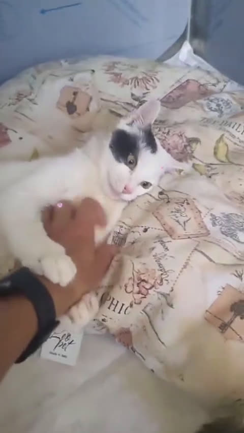 Altre razze gatti in regalo: Gattini - Video 1