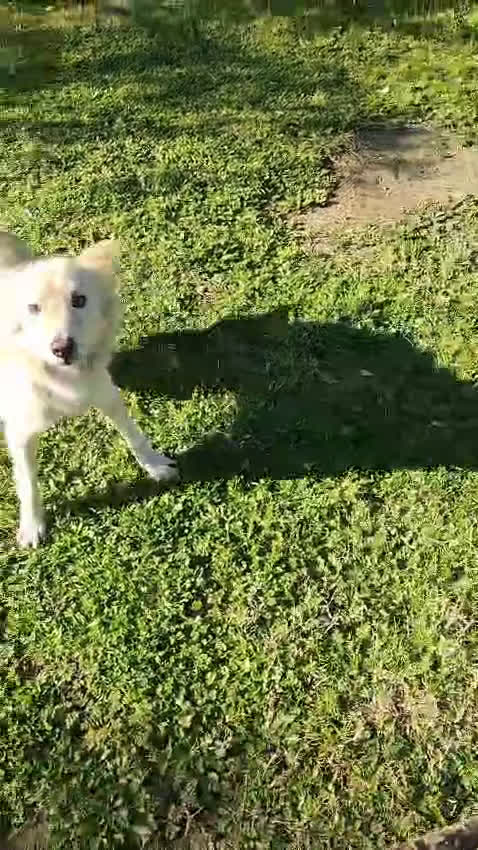 Meticcio cani in regalo: LUCKY-Cotone 6anni adora le persone dinamiche! - Video 1