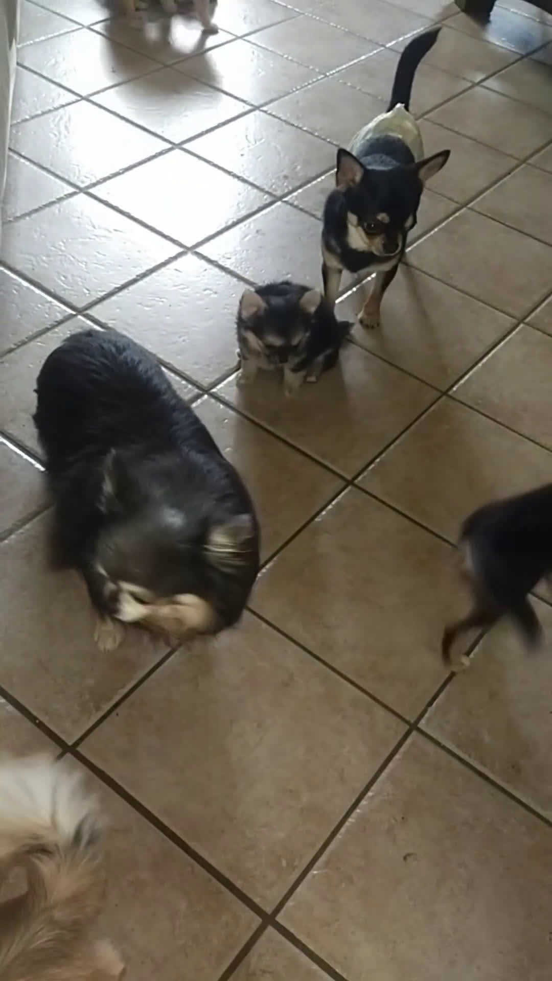 Chihuahua cani in vendita: Chihuahua pelo lungo pure razza  - Video 1