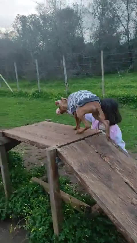 Cirneco dell'Etna cani in vendita: Cuccioli di Cirneco dell'Etna - Video 2