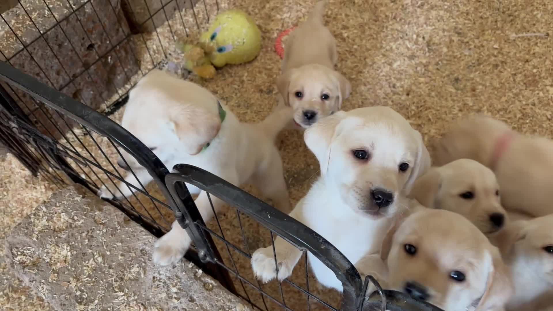Labrador cani in vendita: Nuova cucciolata nata il 8/3/26 - Video 1