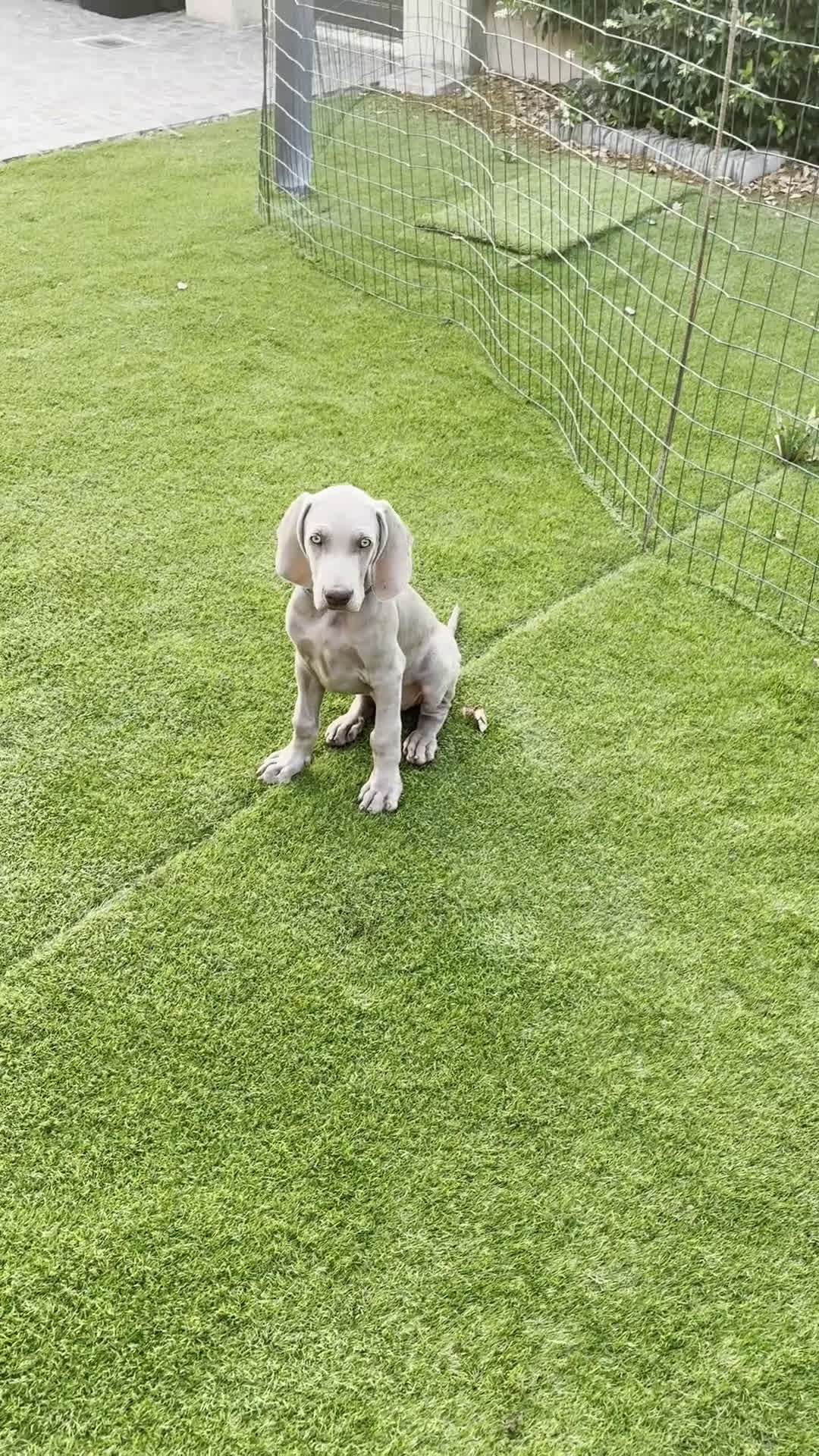 Weimaraner cani in vendita: Mr Blue cerca la sua famiglia perfetta a Provincia di Reggio Emilia - Video 1