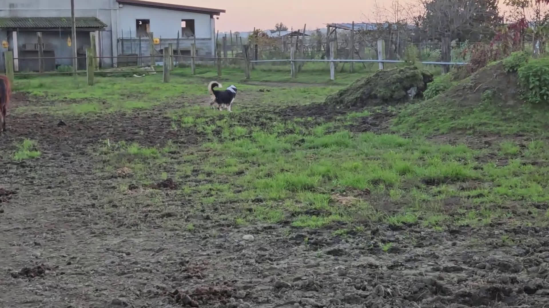 Australian Shepherd cani in vendita: Aussie's Heart Imagine of Loe a Città Metropolitana di Torino - Video 1