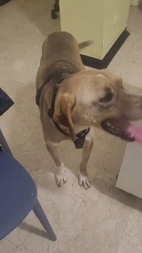 Meticcio cani in regalo: Dylan, splendido meticcio a Città metropolitana di Milano - Video 1