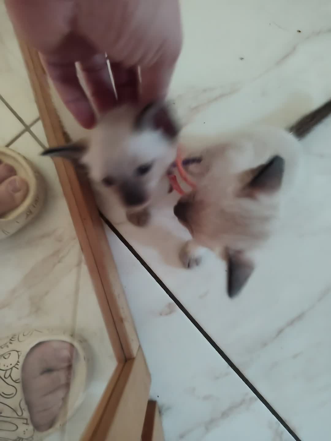 Thai gatti in vendita: Siamese tradizionale, Thai microchip Pedigree  - Video 1