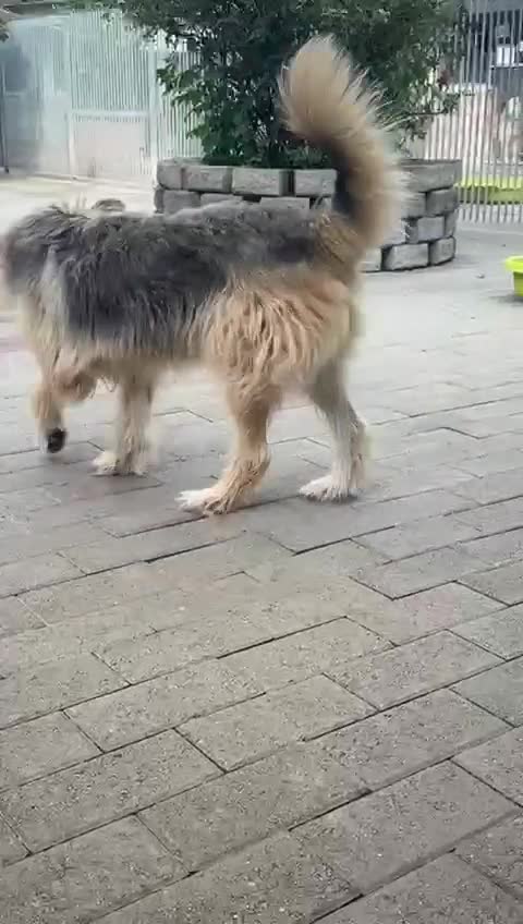 Meticcio cani in regalo: SPANK CERCA CASA - Video 2