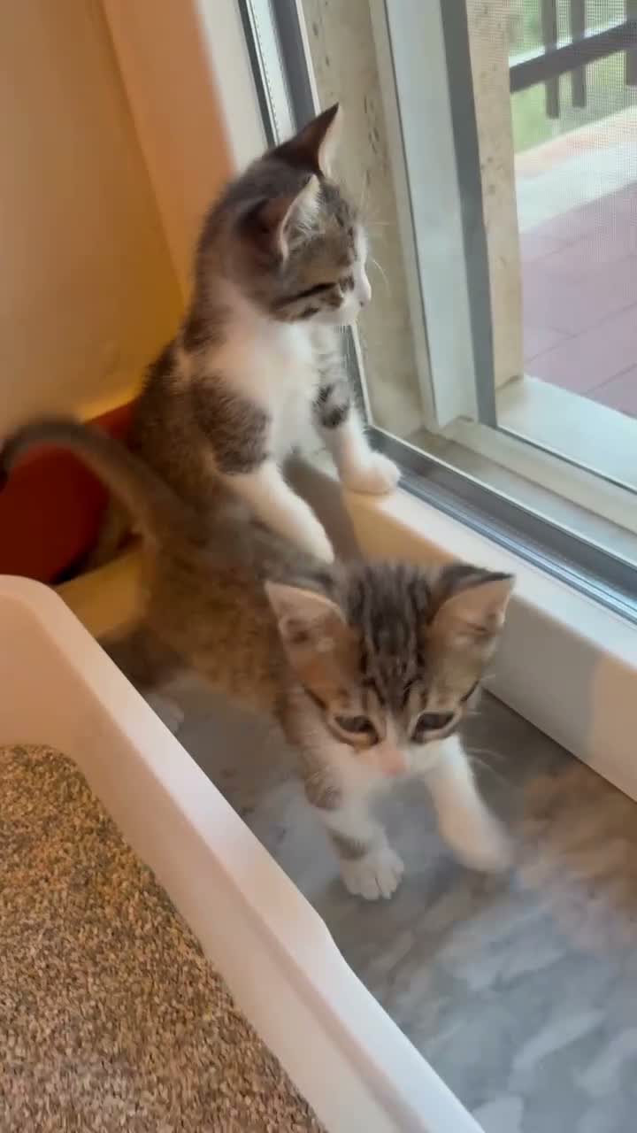 Europeo gatti in regalo: Gattini trovatelli  - Video 1