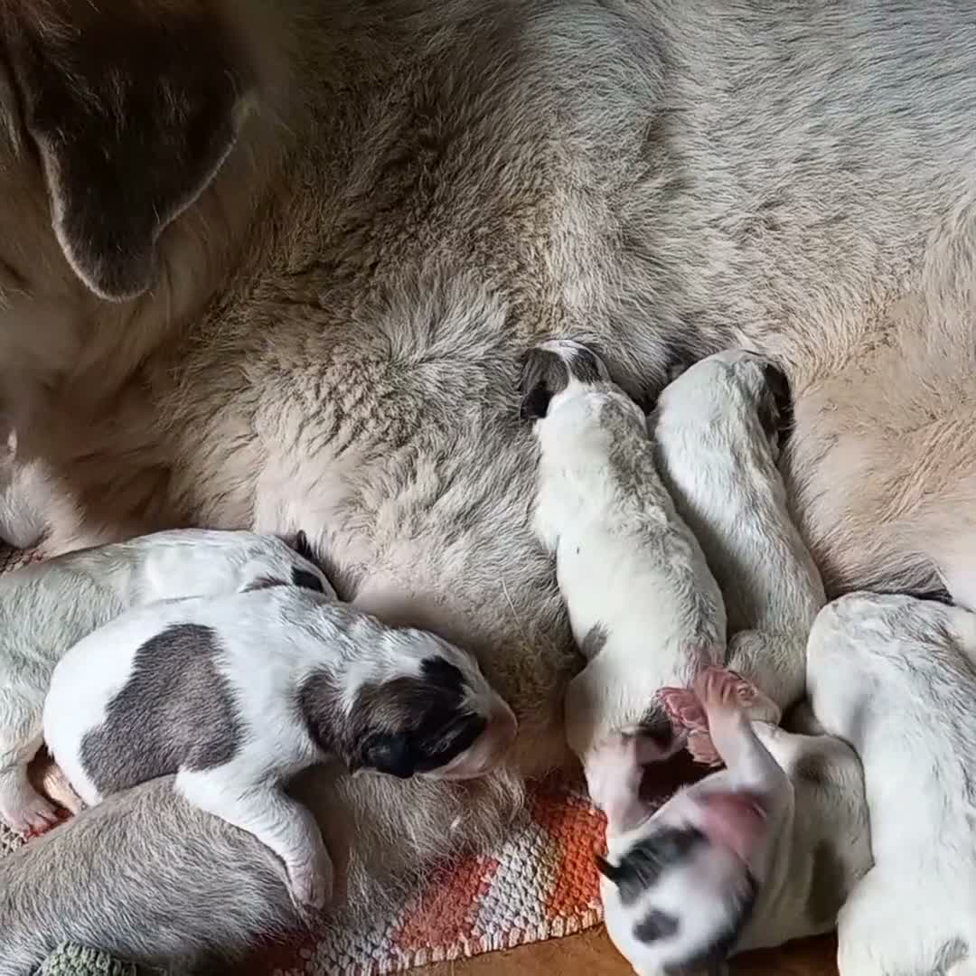 Cane da Montagna dei Pirenei cani in vendita: Cuccioli Cane da Montagna dei pirenei a Provincia di Ravenna - Video 1