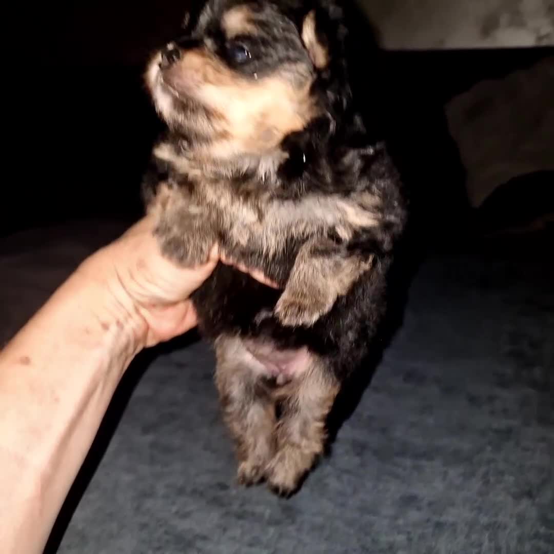 Spitz cani in vendita: Spitz di Pomerania black&tan femmina  - Video 2