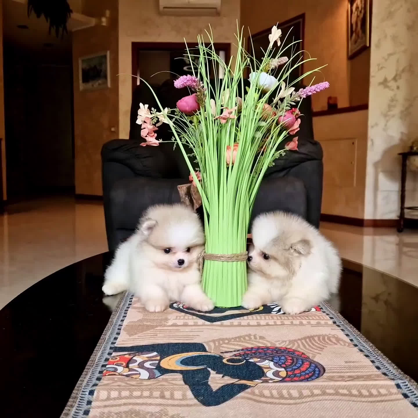Volpino Pomerania cani in vendita: Cuccioli di spitz pomerania M e F - Video 1