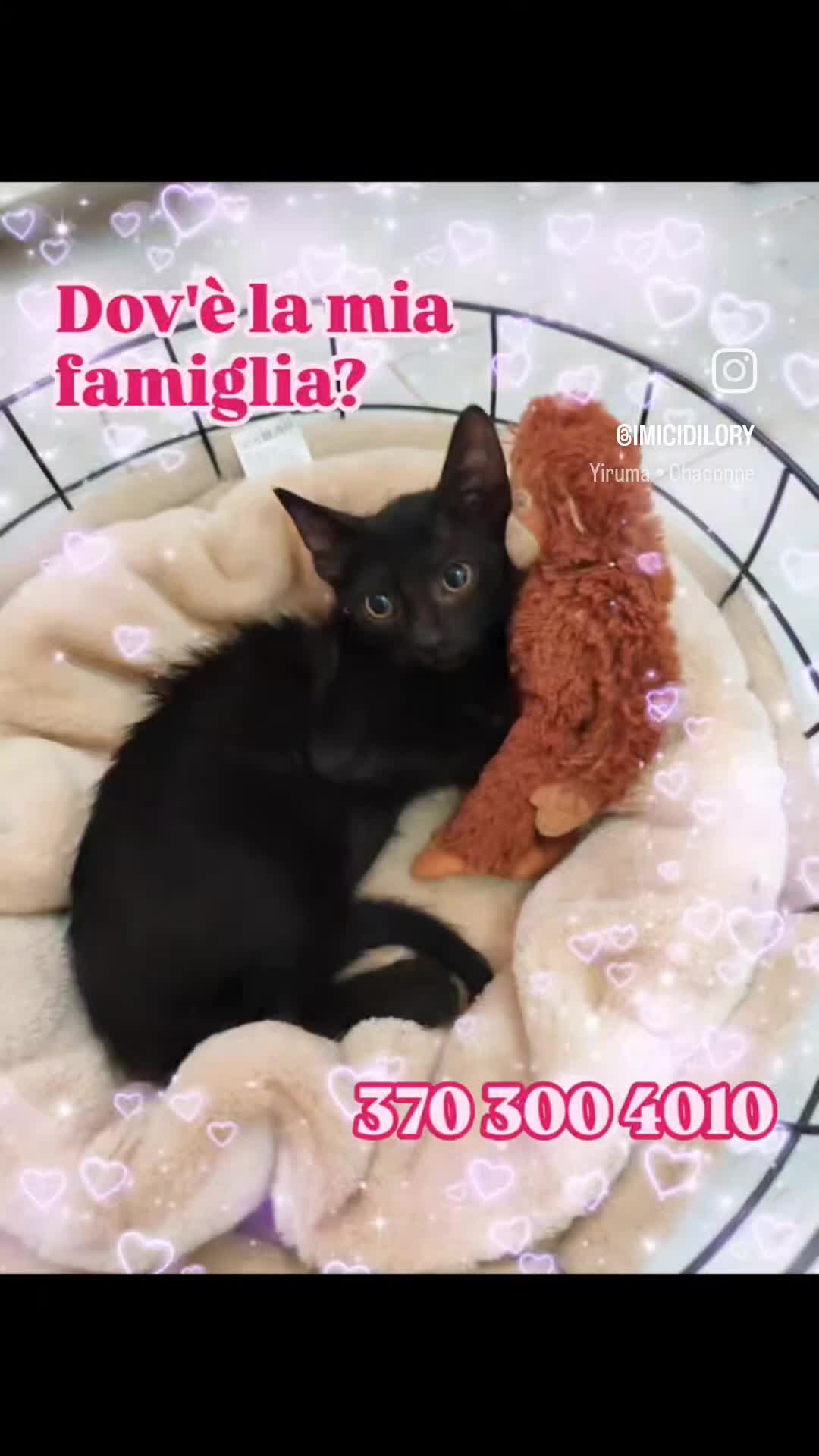 Europeo gatti in regalo: Paoletta, 2 mesi, dolcissima - Video 1