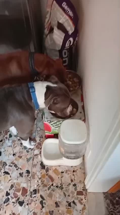 Pitbull cani in vendita: Vendo  - Video 1
