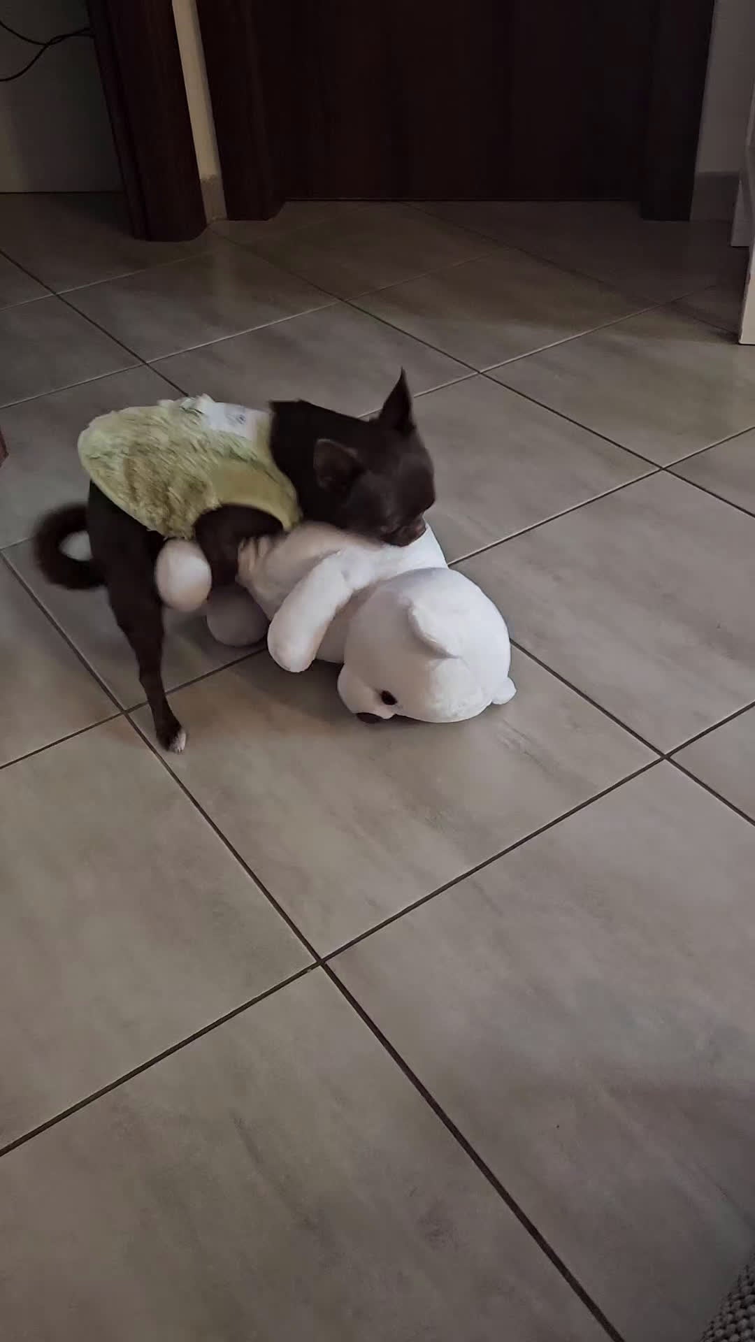 Chihuahua cani per accoppiamento: 💚 Dante cerca fidanzata! 💚 - Video 1