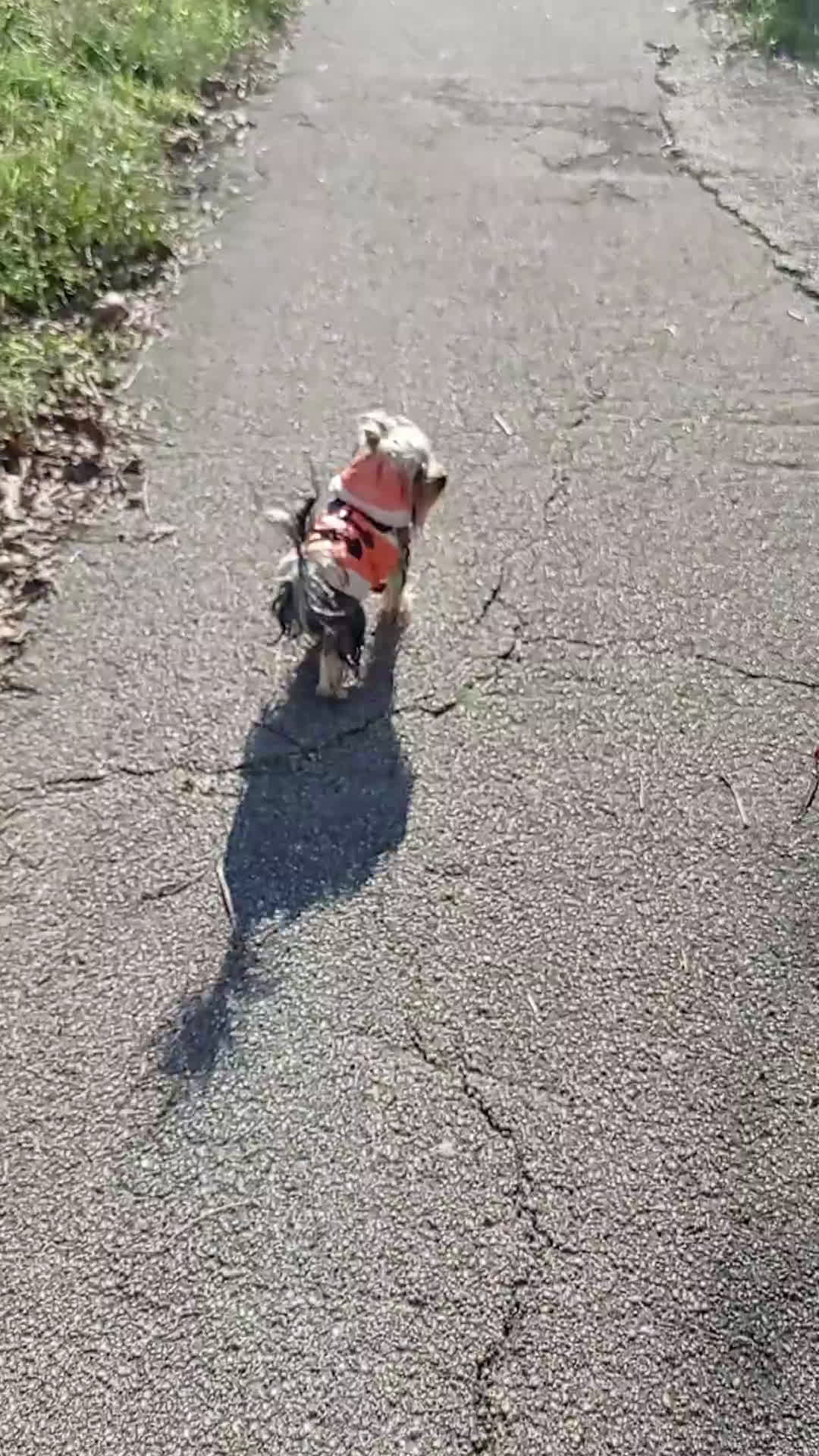 Yorkshire cani per accoppiamento: Cerco compagna  - Video 1