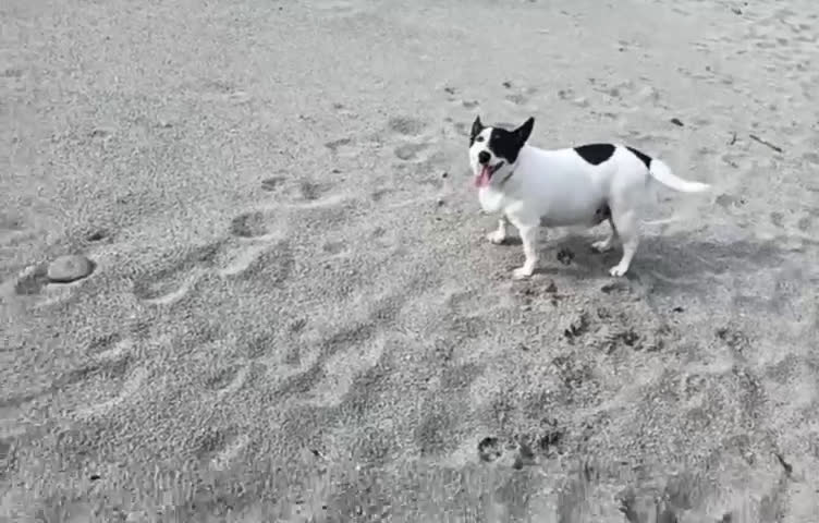 Meticcio cani in regalo: Chicco: 10 anni, dolcissimo e socievole. - Video 1