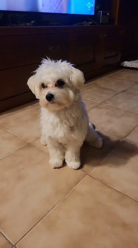 Maltese cani in vendita: Vendo cucciolo 10 mesi causa mia grave malattia  - Video 2