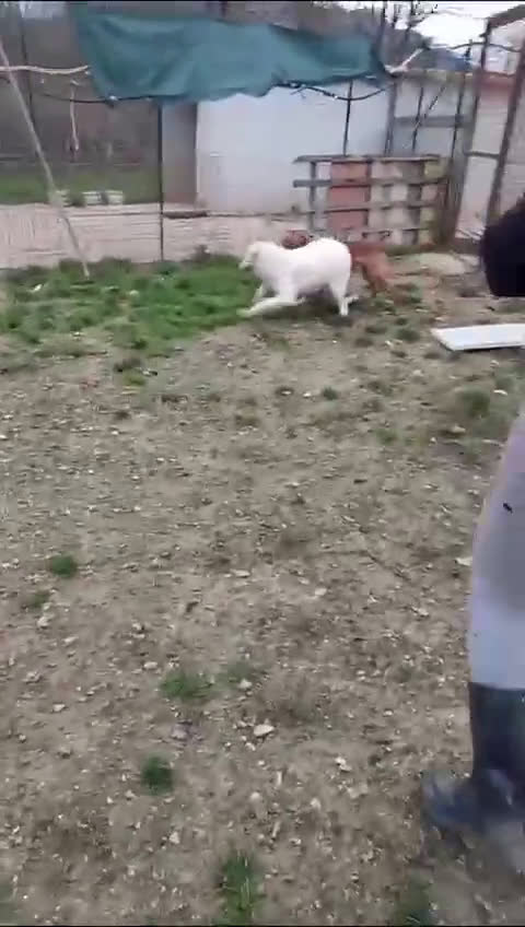 Meticcio cani in regalo: IL SIMPATICO E DOLCE CORFU' a Provincia di Bergamo - Video 1