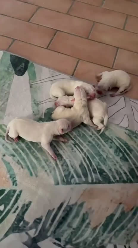Dogo Argentino cani in vendita: Cuccioli dogo argentino - Video 2