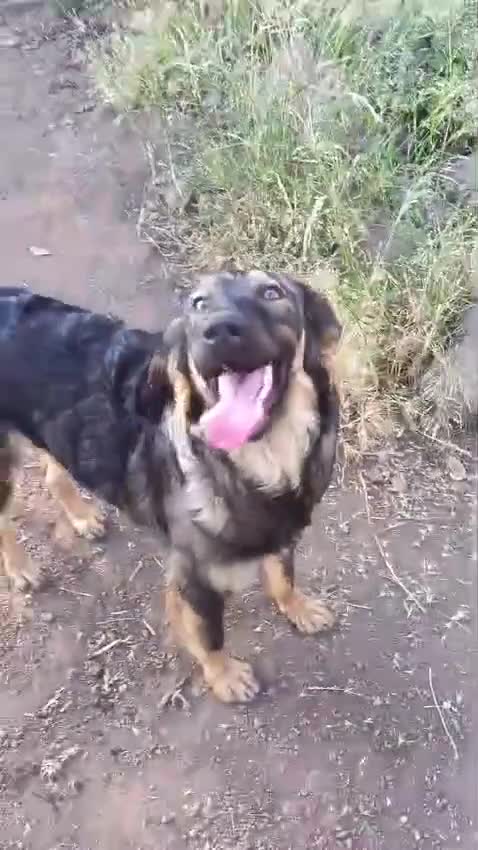 Meticcio cani in regalo: Destiny in canile a catania - Video 1