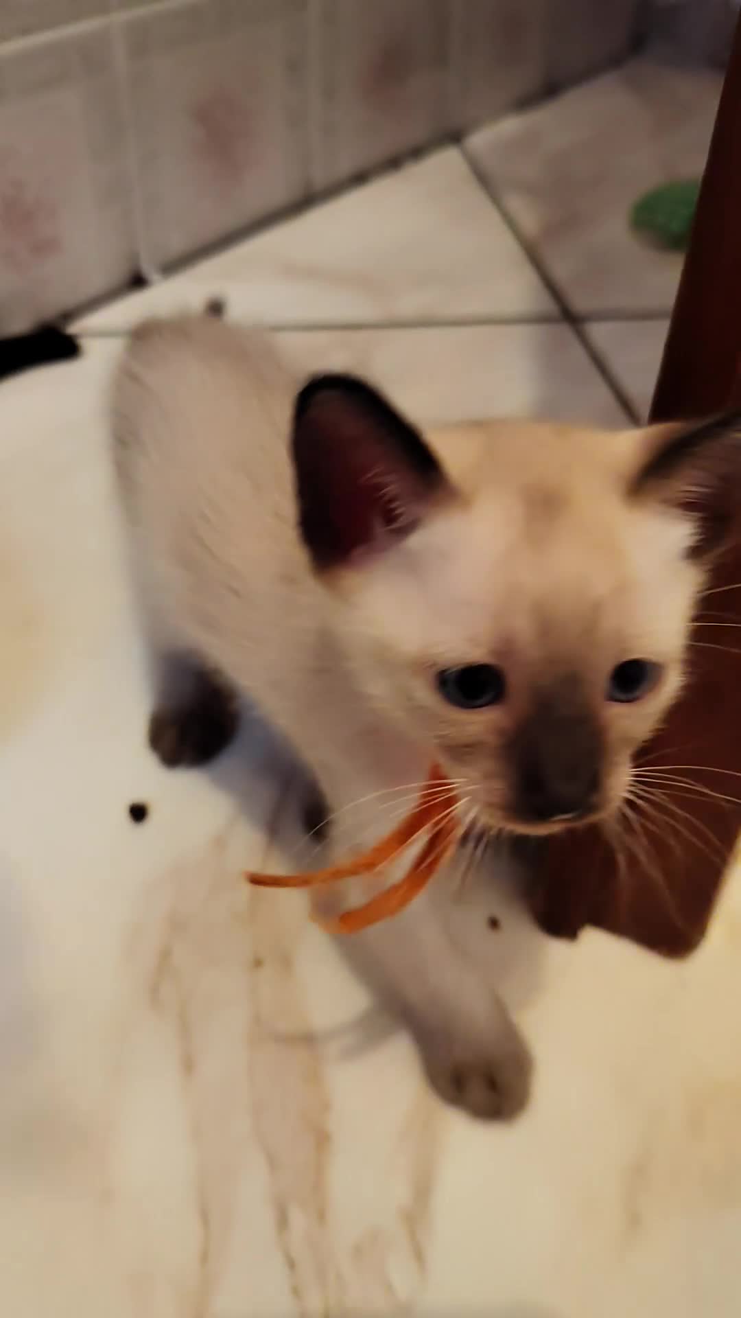 Thai gatti in vendita: Siamese tradizionale, Thai microchip Pedigree  - Video 3