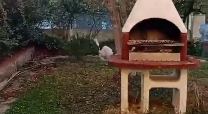 Meticcio cani in regalo: Luce 2anni kg15 TRIPODINA SOS CASA SARDEGNA - Video 1