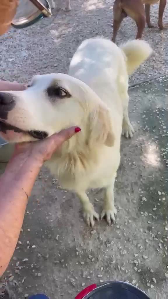 Meticcio cani in regalo: IL DOLCISSIMO E BELLISSIMO OSLO a Città metropolitana di Roma Capitale - Video 1