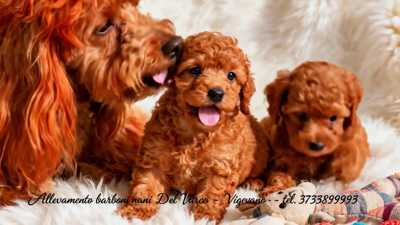 Barboncino cani in vendita: Barboncini Nani disponibili con Pedigree ENCI  - Video 3