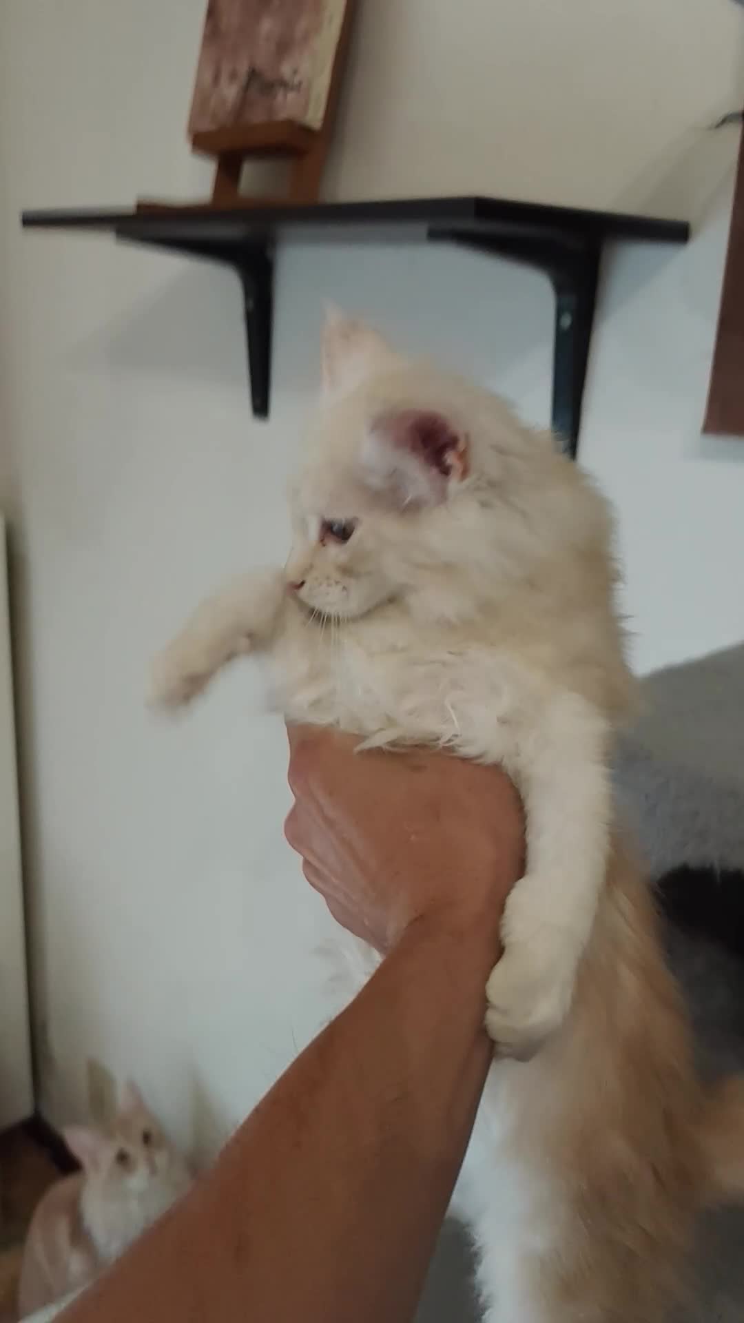 Maine Coon gatti in vendita: Femminucce Maine coon  - Video 3
