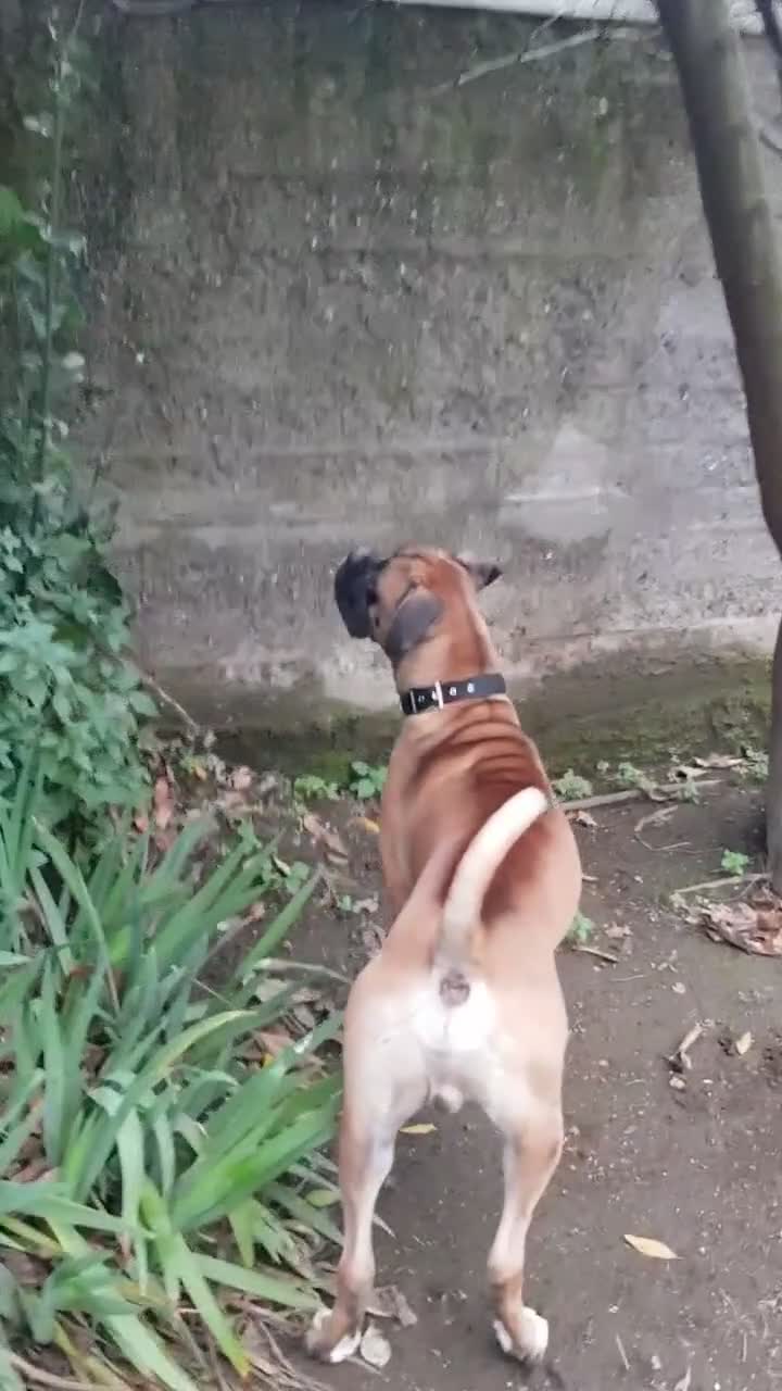 Boxer cani in regalo: Leon  - Video 1
