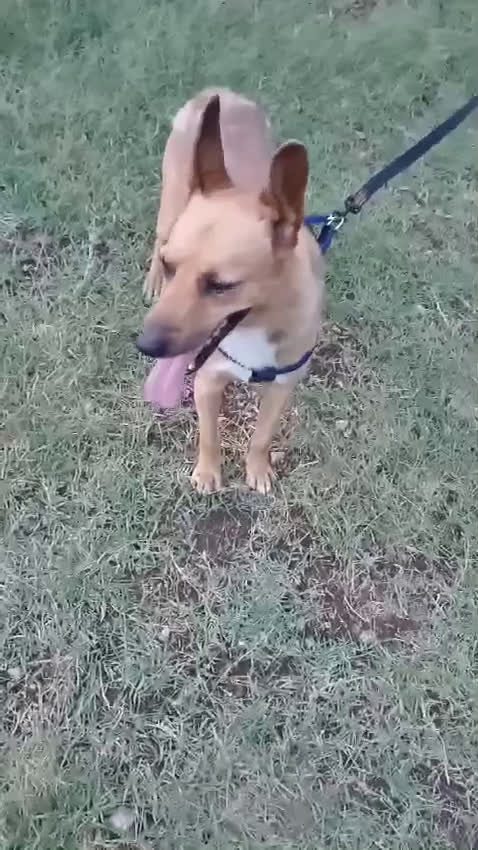 Meticcio cani in regalo: ZAK 8anni - 12kg bravo!Non interessa più!!! - Video 1