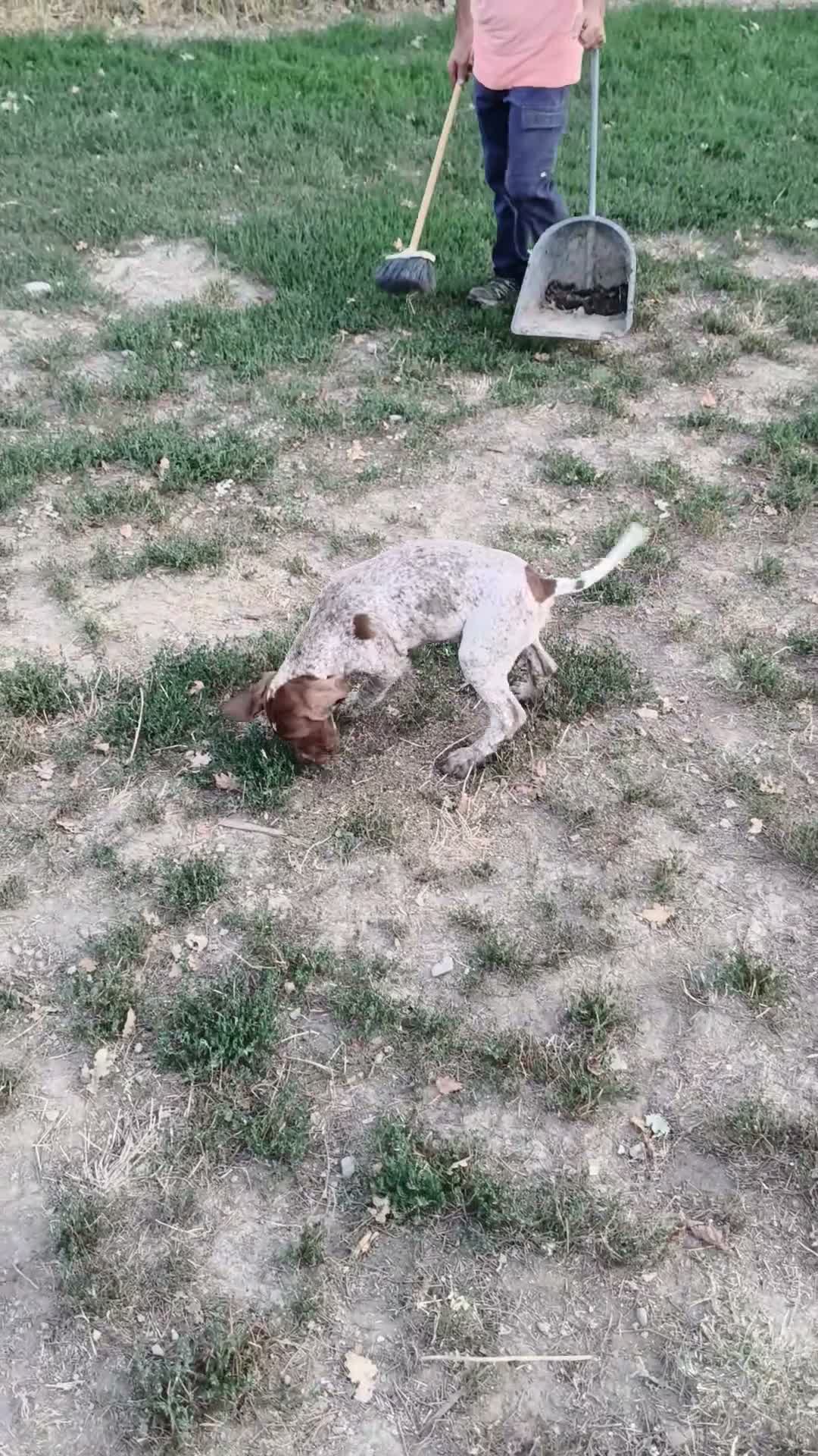 Meticcio cani in vendita: Cuccioli di 3 mesi di bracco pointer - Video 1