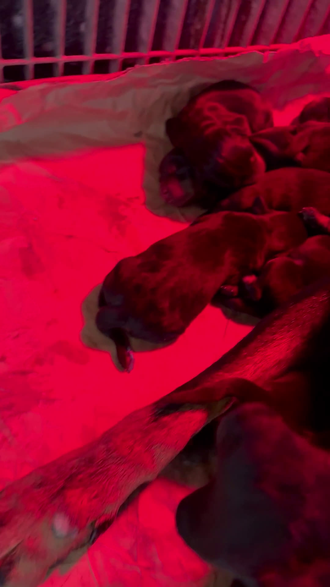 Rottweiler cani in vendita: Rottweiler prenotabili - Video 1