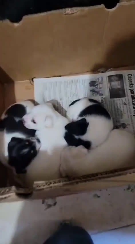 Meticcio cani in regalo: Ester: 2 mesi taglia piccola  - Video 4