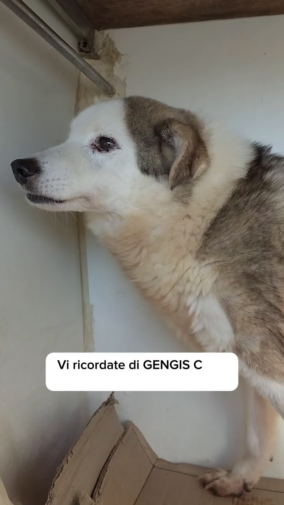 Meticcio cani in regalo: GENGIS CAN, TENERO NONNINO DI 12 ANNI TUTTI IN GAB a Città metropolitana di Milano - Video 2
