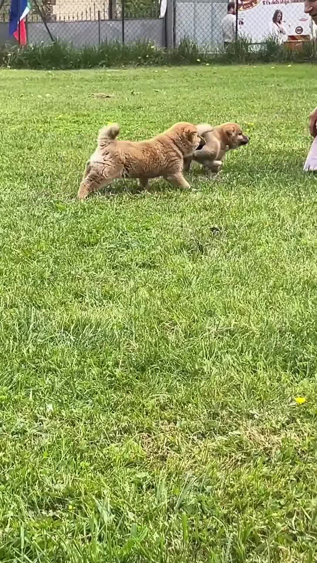 Shiba Inu cani in vendita: Shiba inu cucciole con pedigree  - Video 1