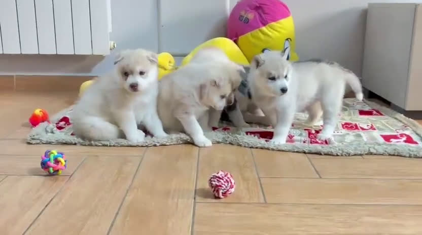 Husky cani in vendita: cuccioli Siberian Husky con pedigree enci - Video 1